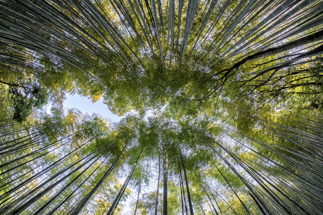 Bamboo, una carezza tutta naturale